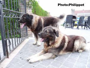 Fury et Furko 32 months